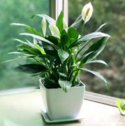 家里再穷也要养这3种花，选对的花放在正确