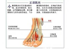 脚的各个部位详细图，脚底穴位图需牢记（