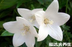 绝美的桔梗花图片，代表着永恒的爱情千万