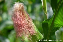 快速降糖小妙招,十种最佳降糖食物列表