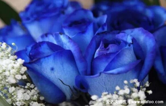 蓝玫瑰代表什么意思,花语是稀世真爱和无尽的祝福(送挚爱)