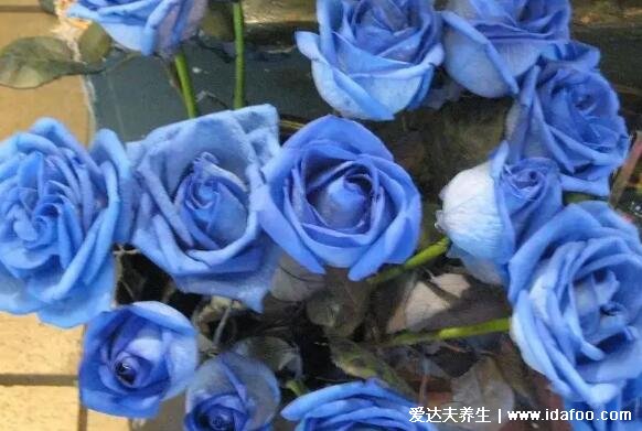 蓝玫瑰代表什么意思,花语是稀世真爱和无尽的祝福(送挚爱)