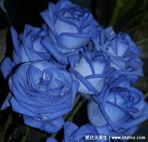 蓝玫瑰代表什么意思,花语是稀世真爱和无尽的祝福(送挚爱)