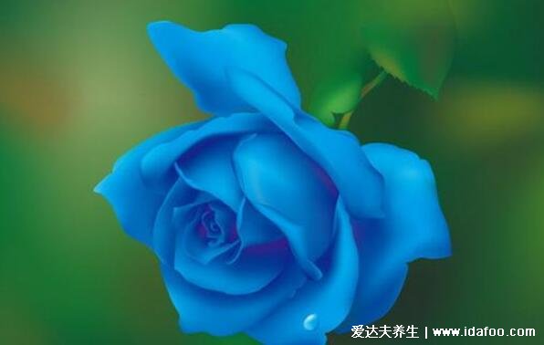 蓝色妖姬的花语是什么意思,不同数量的花朵代表什么含义(清纯的爱)