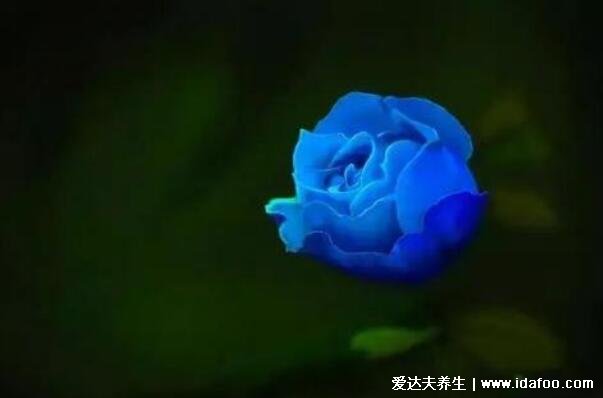 蓝色妖姬的花语是什么意思,不同数量的花朵代表什么含义(清纯的爱)