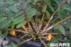 六种人不能吃石斛，不建议身体强壮者和青