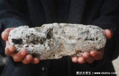 龙涎香是什么东西，抹香鲸的干燥粪便是香