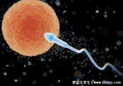 卵子排出后能存活多长时间，卵子24小时精子