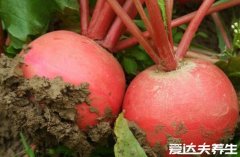 萝卜干怎么腌好吃又脆,七个步骤每一步都