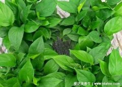 绿萝适合养在室内吗，适合但汁液有毒不要