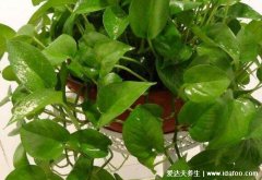 绿萝适合养在室内吗有毒吗，汁液有毒但适