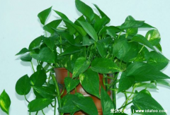 绿萝有毒吗能在室内养吗，汁液有毒但毒性