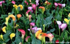 马蹄莲有毒吗能放室内吗，整株有毒气味无