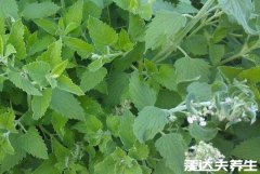 猫薄荷是什么东西,猫薄荷对猫有什么作用