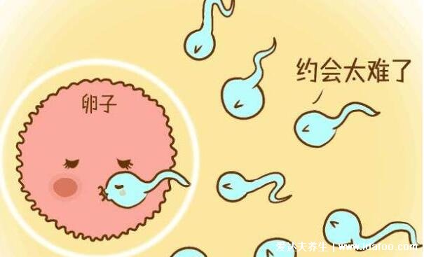 卵子排出后能存活多长时间,24小时内是怀孕的黄金时机