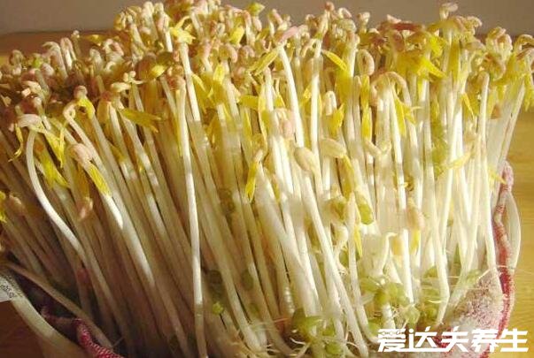 绿豆芽的生长过程记录,最详细发芽观察日记(图文)