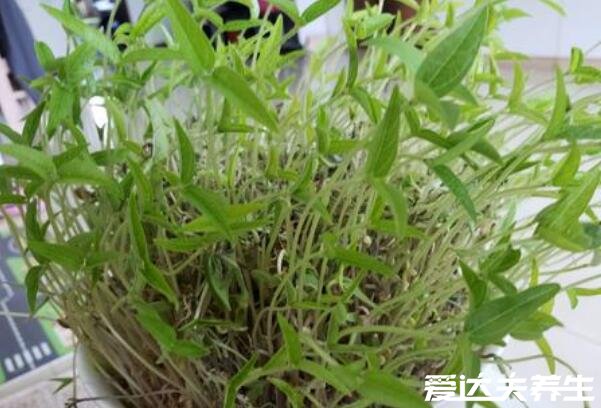 绿豆芽的生长过程记录,最详细发芽观察日记(图文)