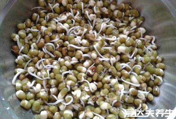 绿豆芽的生长过程记录,最详细发芽观察日记(图文)