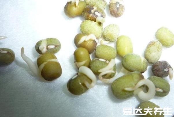 绿豆芽的生长过程记录,最详细发芽观察日记(图文)