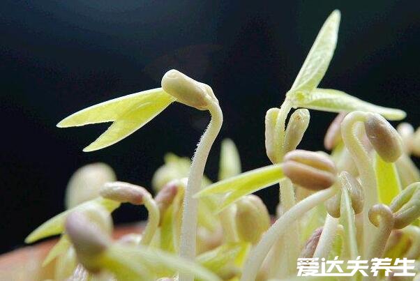 绿豆芽的生长过程记录,最详细发芽观察日记(图文)