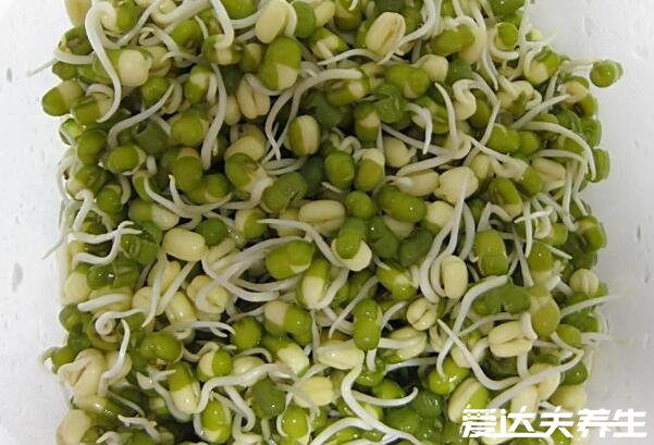 绿豆芽的生长过程记录,最详细发芽观察日记(图文)