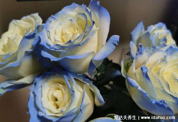 玫瑰到了花期下一句什么意思,我很想你(暗戳戳的表白情话)