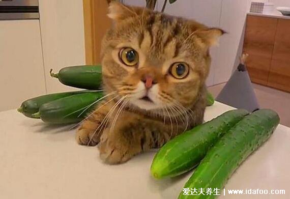 猫为什么怕黄瓜,猫怕黄瓜的科学解释来啦不只是黄瓜比较像蛇