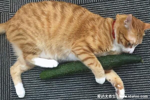 猫为什么怕黄瓜,猫怕黄瓜的科学解释来啦不只是黄瓜比较像蛇