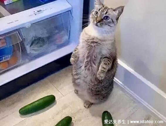 猫为什么怕黄瓜,猫怕黄瓜的科学解释来啦不只是黄瓜比较像蛇