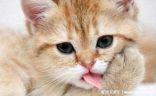 猫为什么怕黄瓜,猫怕黄瓜的科学解释来啦不只是黄瓜比较像蛇