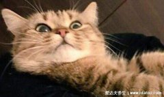 猫咪恨主人的十种表现,不满时耳朵可向后