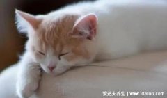 猫咪临死前的六个特殊征兆,精神突然好转