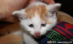 猫咪临死前的六个特殊征兆,生老病死也是