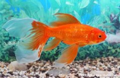 梦见鱼5种征兆要发财，梦见卖鱼的最近要发