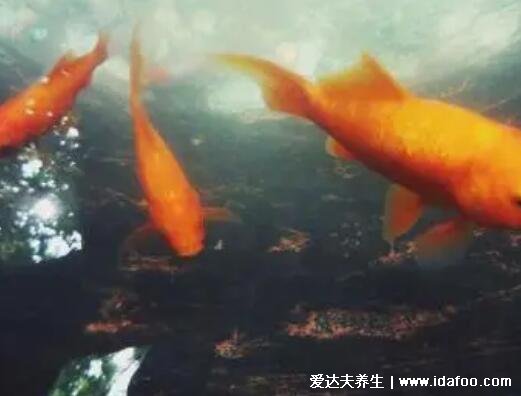 梦见鱼5种征兆要发财,梦见小鱼产子是吉兆(有意想不到收入)