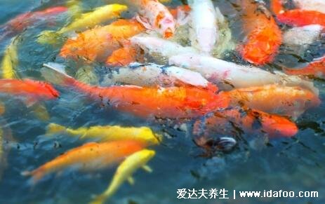 梦见鱼5种征兆要发财,梦见小鱼产子是吉兆(有意想不到收入)