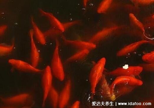 梦见鱼5种征兆要发财,梦见小鱼产子是吉兆(有意想不到收入)