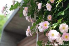 木香花为什么不能种，对光照有要求花香浓