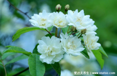 木香花为什么不能种，花香浓郁影响睡眠不