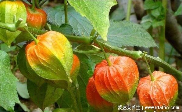 农村常见60种野生中草药图片,每一种都价值高有特殊功效