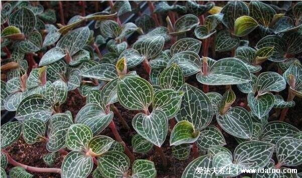 农村常见60种野生中草药图片,每一种都价值高有特殊功效