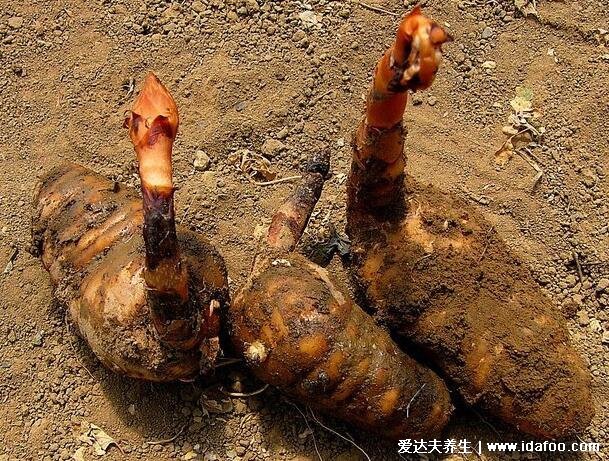 农村常见60种野生中草药图片,每一种都价值高有特殊功效