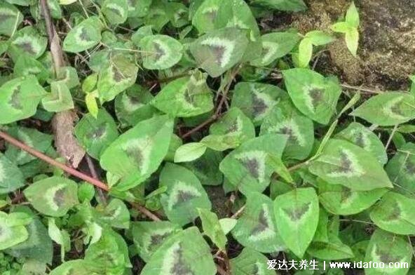 农村常见60种野生中草药图片,每一种都价值高有特殊功效