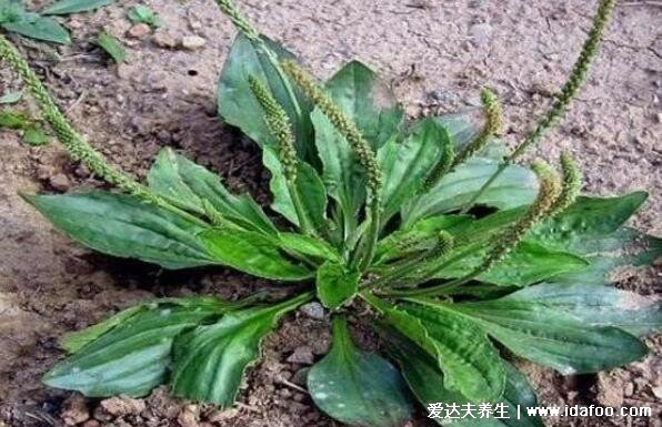 农村常见60种野生中草药图片,每一种都价值高有特殊功效