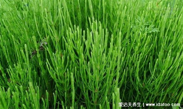 能找到黄金的荆草是什么样子的图片,细长碧绿还带刺(在水附近)