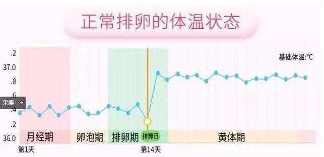 排卵期怎么算才最准确,3种方法计算排卵期(一图看懂)