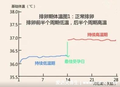 排卵期怎么算才最准确,3种方法计算排卵期(一图看懂)