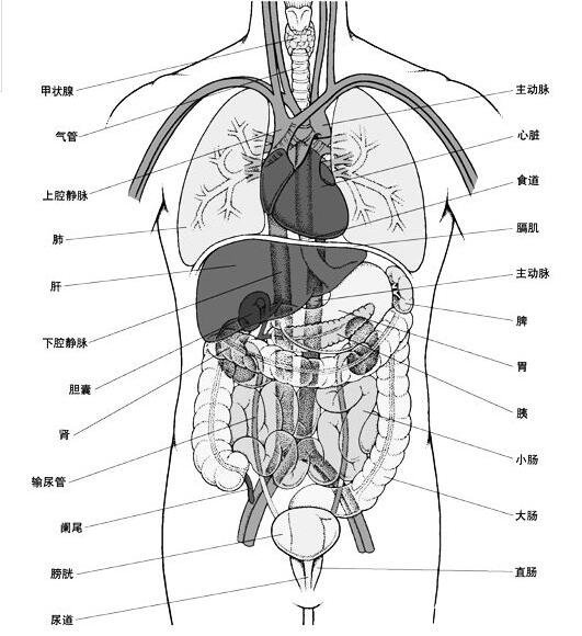女性全身器官位置分图布,骨骼器官和淋巴器官最易忽视