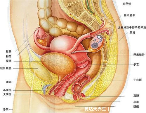 女性全身器官位置分图布,骨骼器官和淋巴器官最易忽视