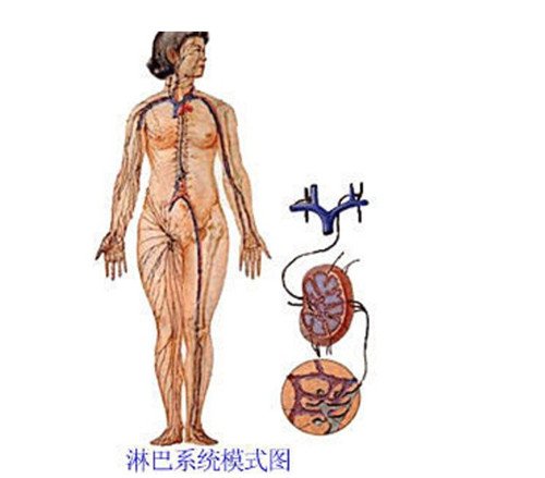 女性全身器官位置分图布,骨骼器官和淋巴器官最易忽视